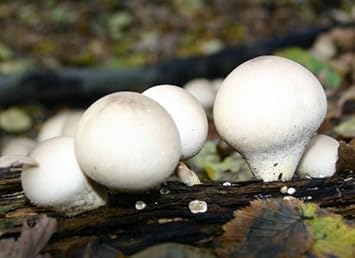 Puffball Mushroom Vegetable Seeds for Planting heirloom & Non-GMO Seeds